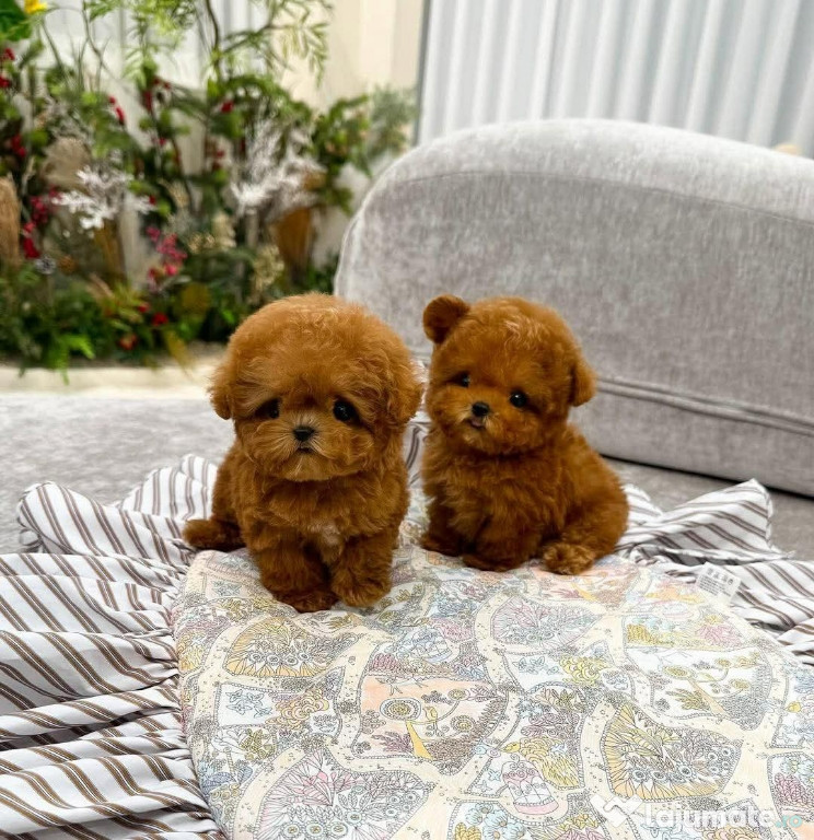Pudel mini ~cu certificat pedigree!rasa de buzunar