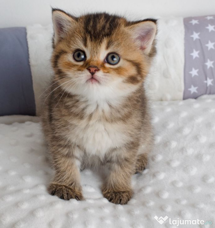 British shorthair puiuți