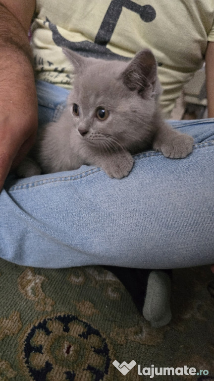 British shorthair lila