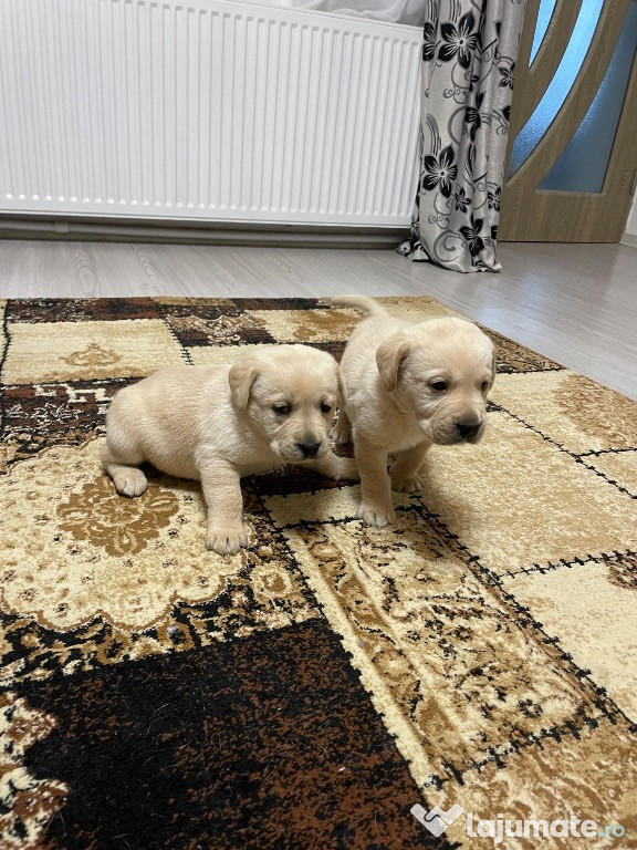 Pui labrador auriu jucausi
