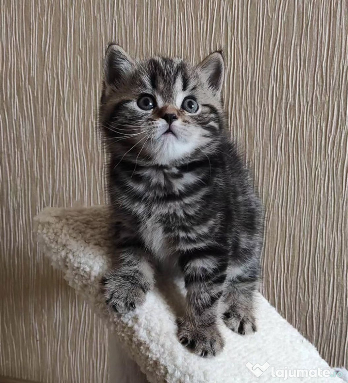 British shorthair puiuți