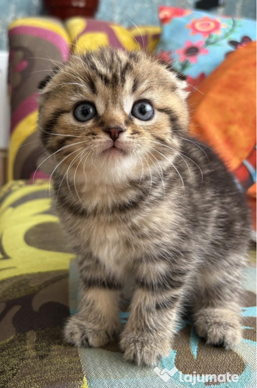 Scottish fold băieței și fetițe