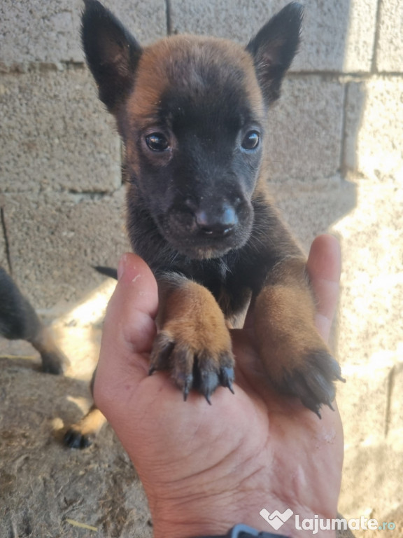 Lup belgian malinois
