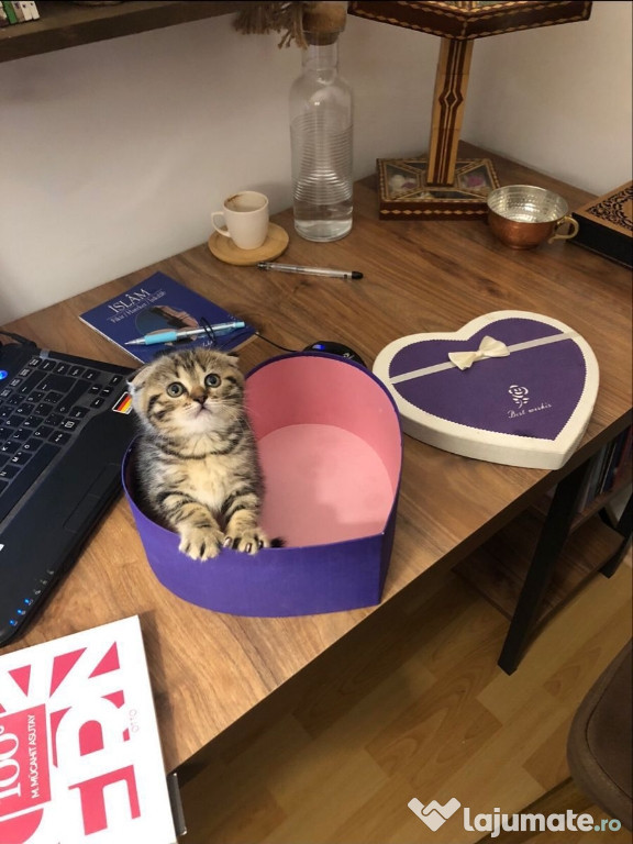 Scottish fold băieței și fetițe