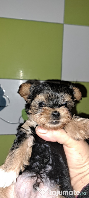 Yorkshire terrier
