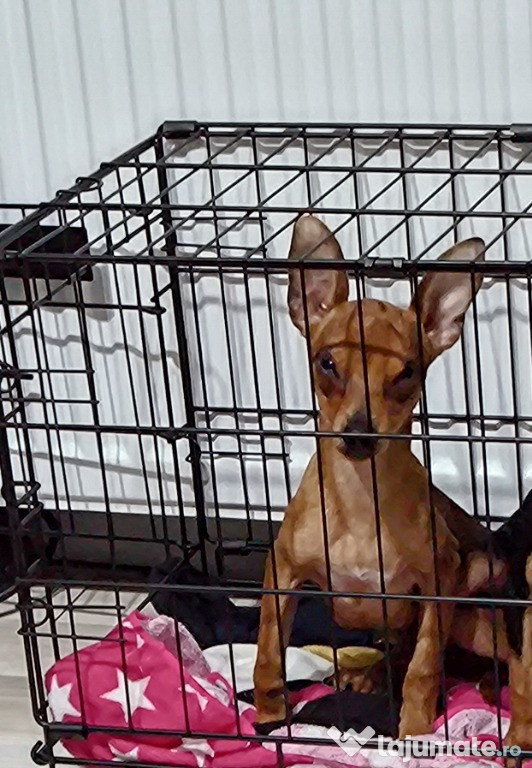 Bella pinscher pitic de vânzare
