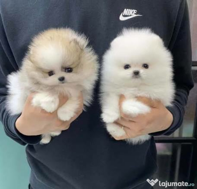 Pomeranian Teeacup Mini Ursuleț Boo