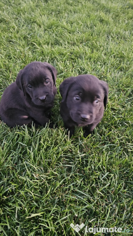 Labrador Retriever Pedigree tip A