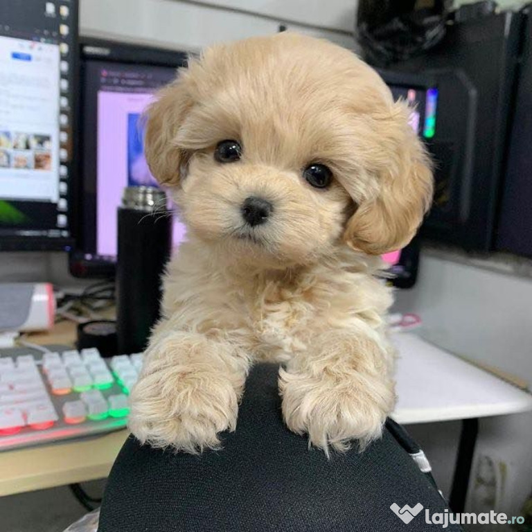Maltipoo poodle apricot mini toy
