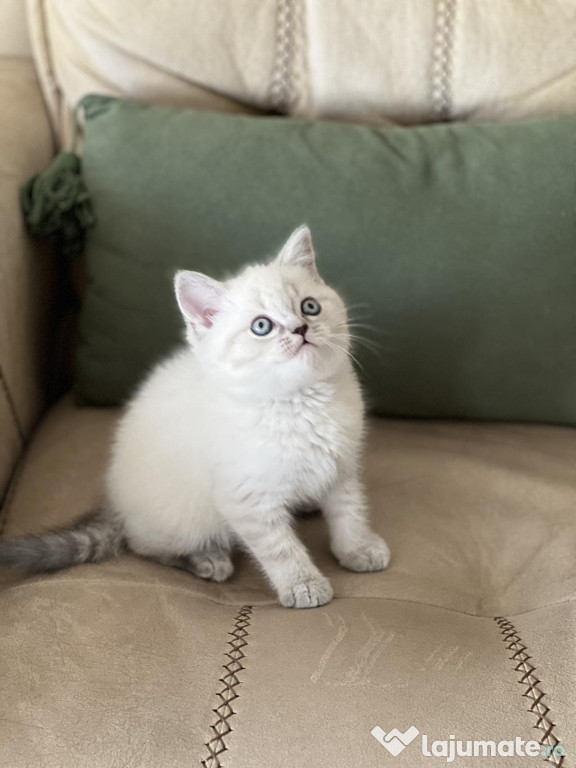 British shorthair băieței și fetițe