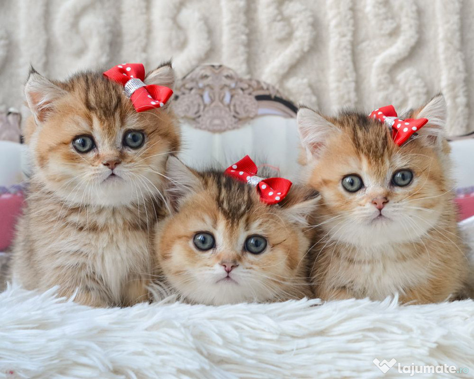 British shorthair băieței și fetițe