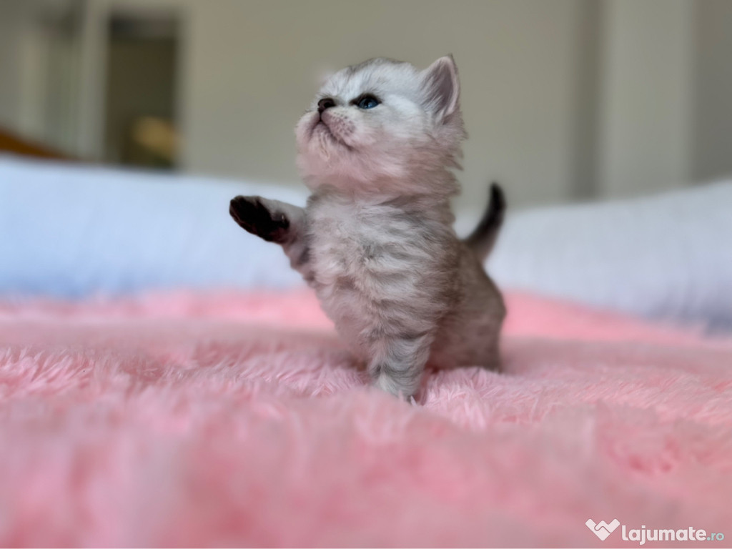 British Longhair & Shorthair