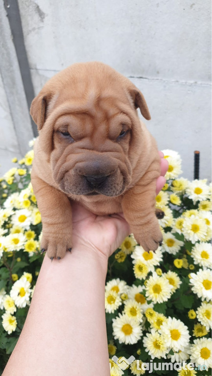 De vânzare puiuți Shar pei