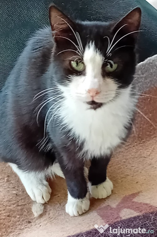 Adoptie pui de pisica motănei Nonisori