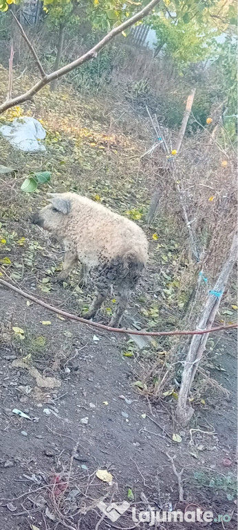Purcea mangaliță