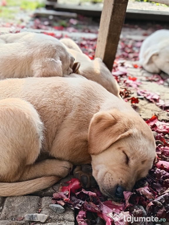 Fetiță labrador disponibila