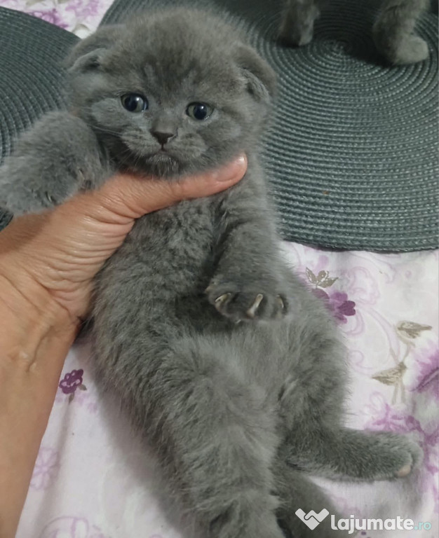Scottish Fold Blue motănei și pisicuțe