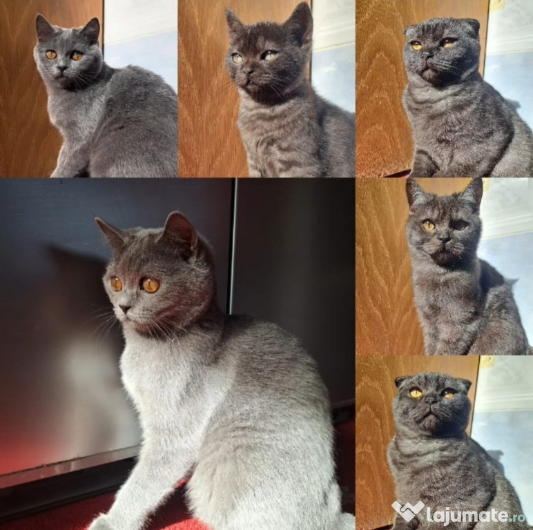 British Shorthair