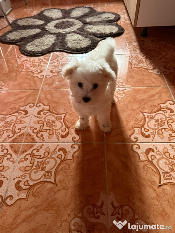 Bichon maltez mascul două luni jumate