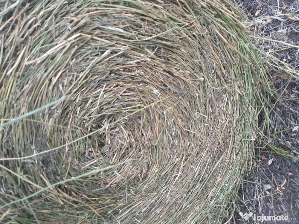 Vând baloti lucerna