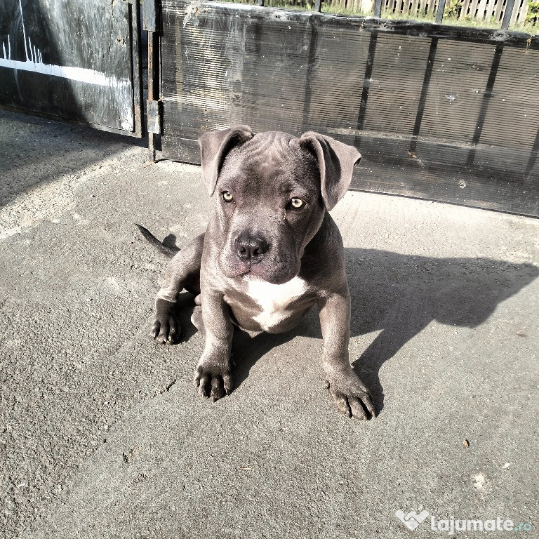 Vând Amstaff American blue
