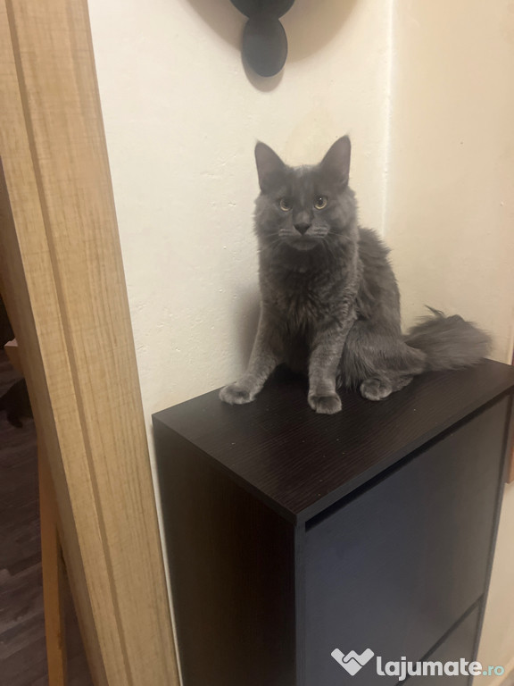 Vand maine coon 6 luni URGENT