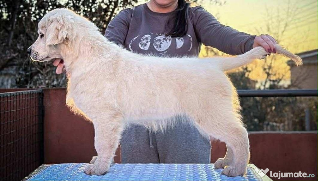 Golden Retriever – PUI FRUMOȘI