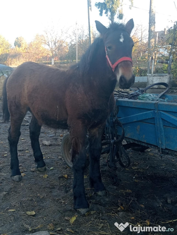 De vânzare mânză de 5 luni