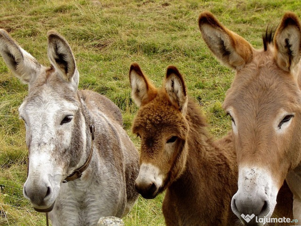 Lapte de magarita de vanzare