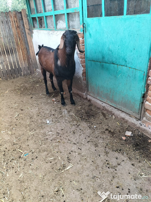 Vand capre de rasa negociabil