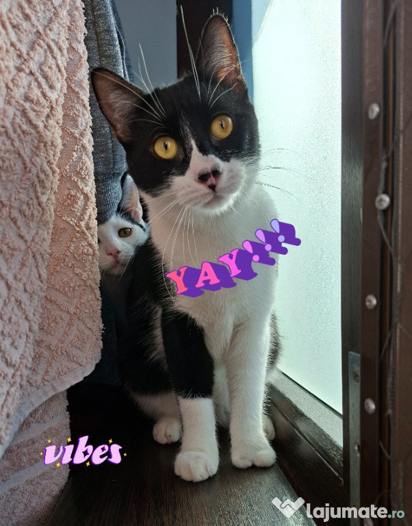 Adoptie pisica castrata alb negru Seherezada