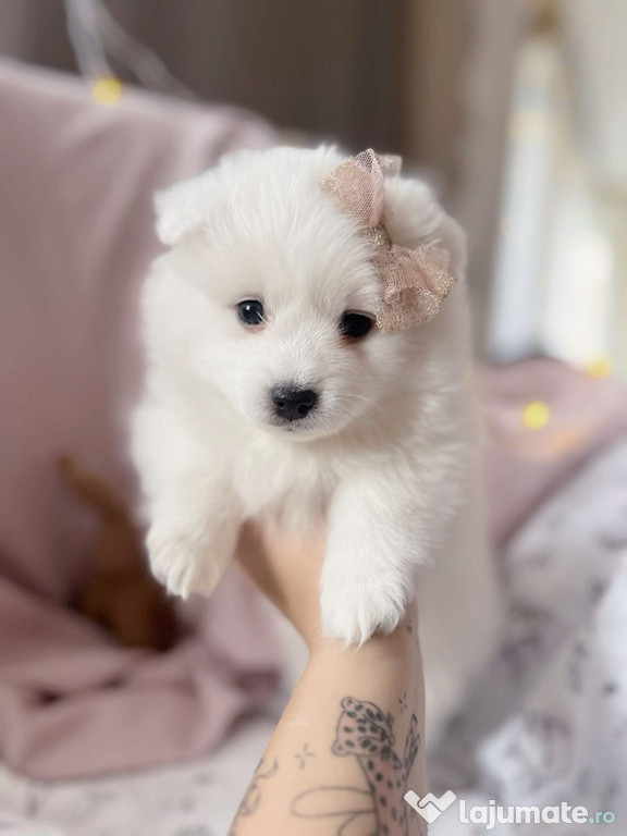 Pomeranian toy ofer transport