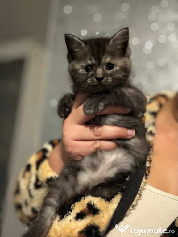 British shorthair smoke
