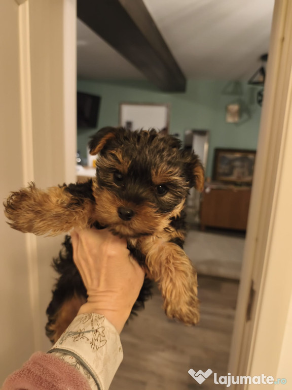 Yorkshire terrier fenela