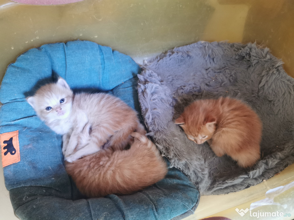 Pisici portocalii - Persana / Garfield