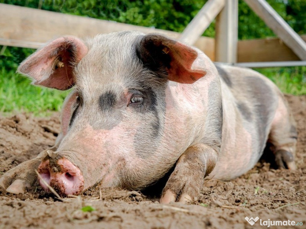Vând porci rasă Pietrain crescuți bio
