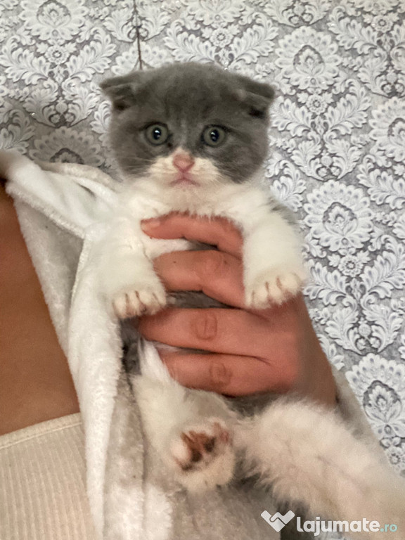 Scottish fold băieței și fetițe