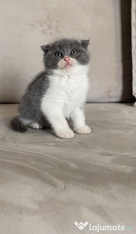 Scottish fold băieței și fetițe