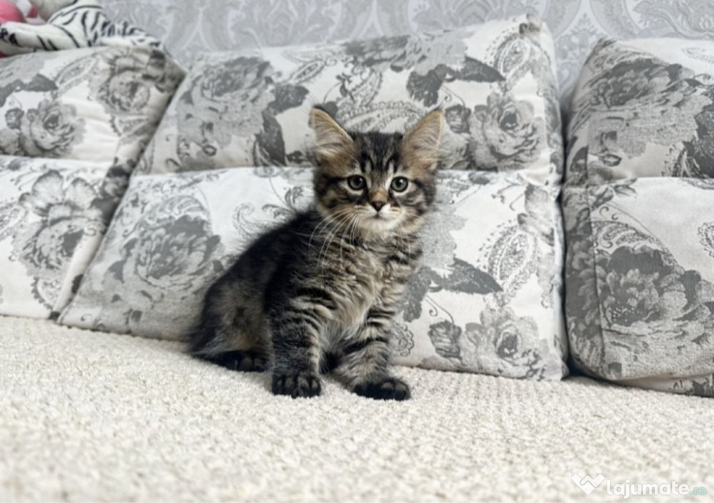 Norvegiana de padure