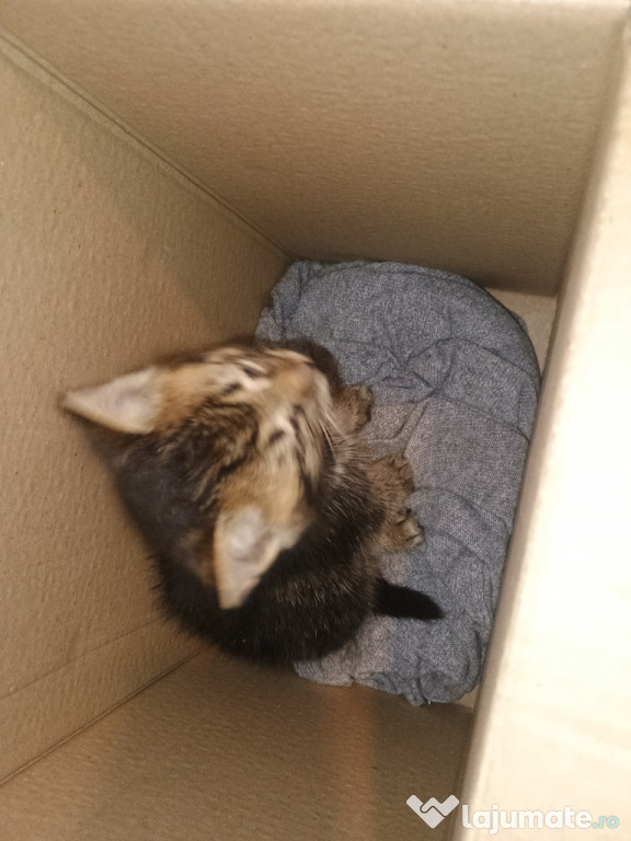 Ofer pisic spre adopție