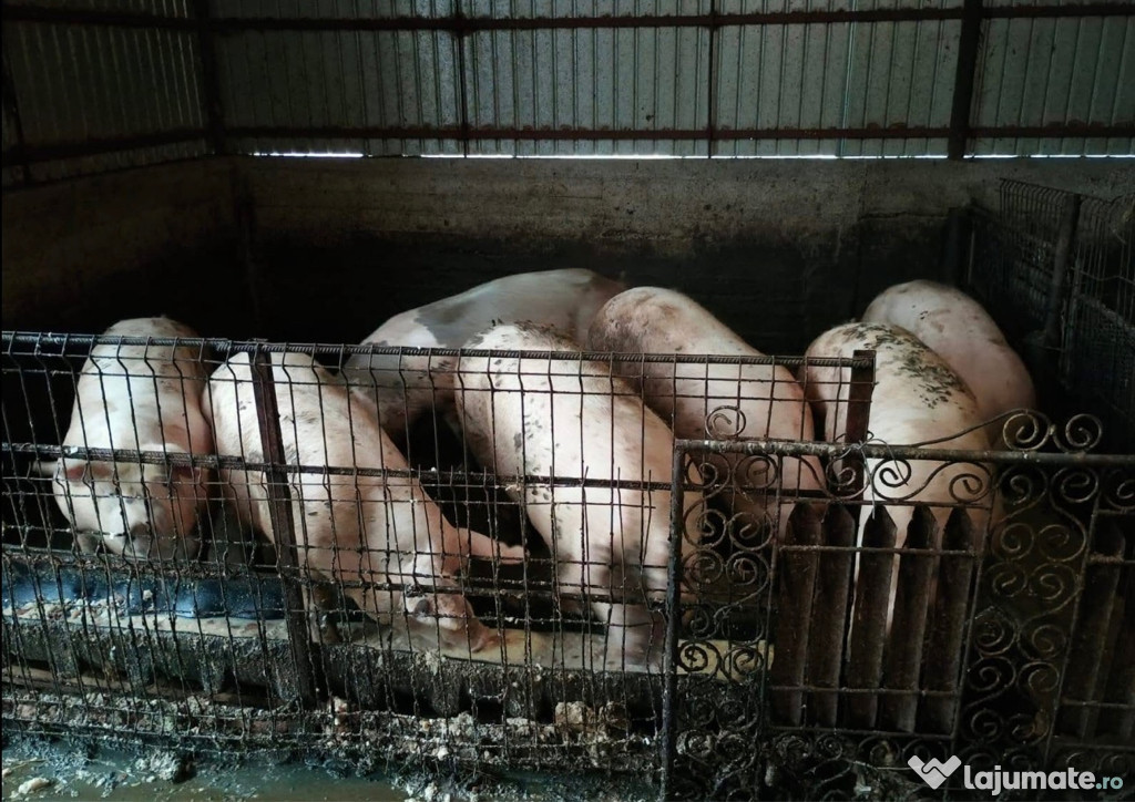 Porci de vânzare