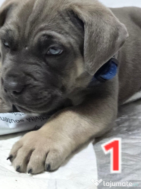 Vând pui baieti/fete CANE Corso