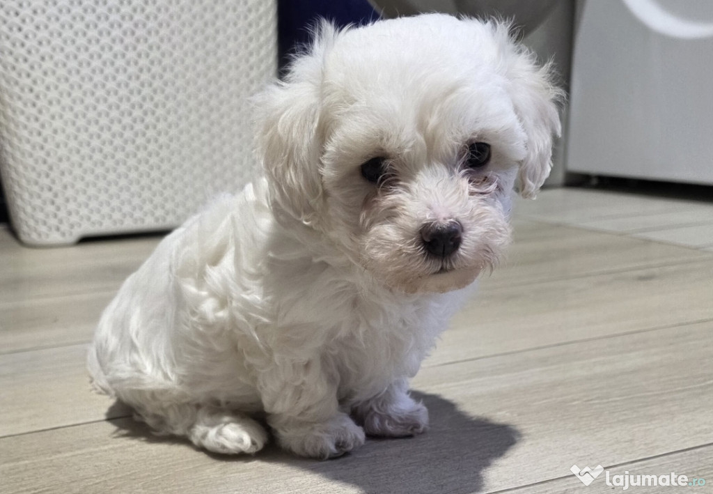 Bischon maltez 7 săptămâni.