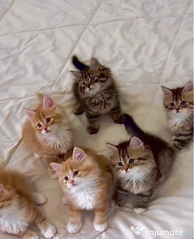 Siberiană de pădure puiuți