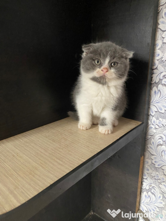 Scottisj fold pui superbi