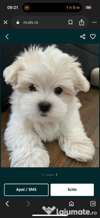 Bichon maltez mini toy