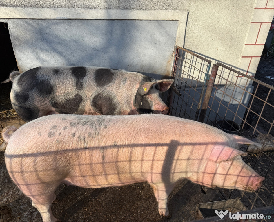 Porc de vânzare , 180-200 kg