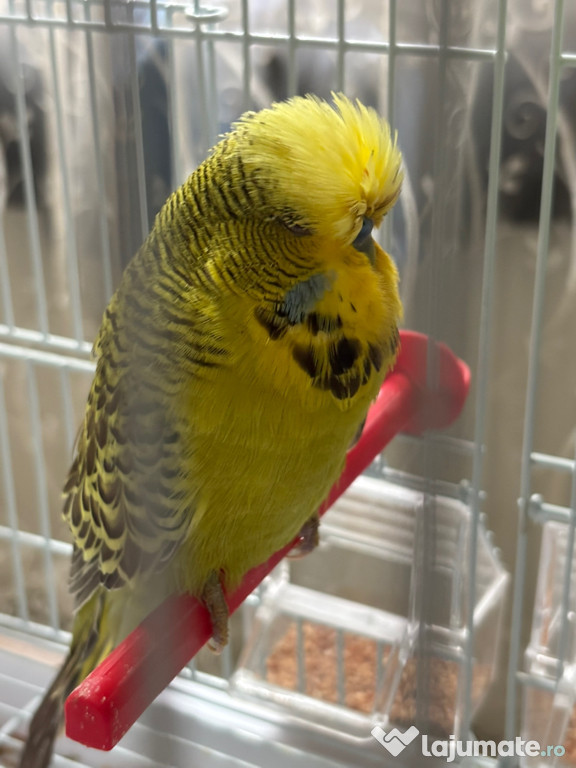 Perusi Standard puii și maturi!!