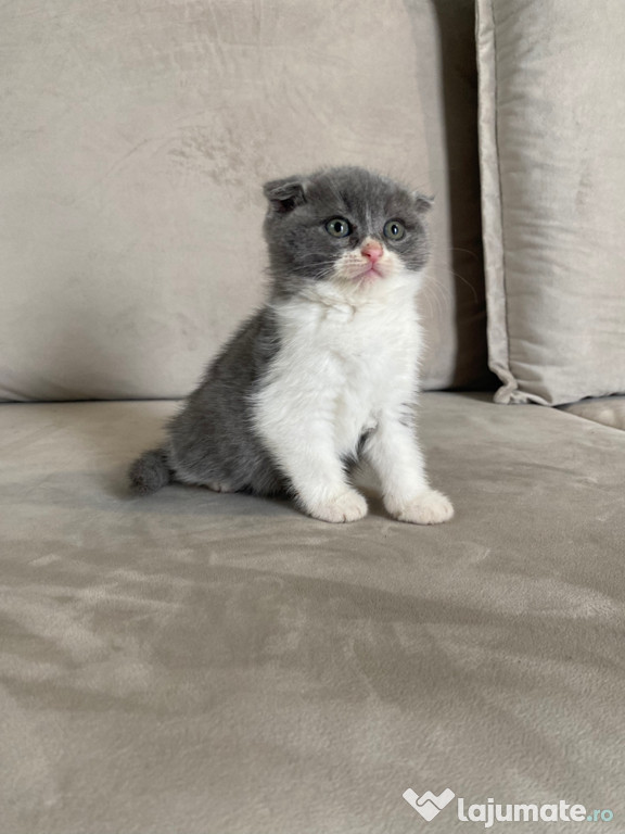 Scottish fold băieței și fetițe