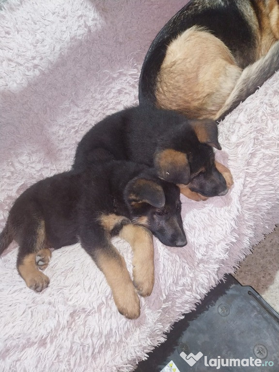 Vand puiut de ciobanesc german